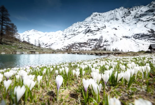 Bergfrühling im Lötschental.