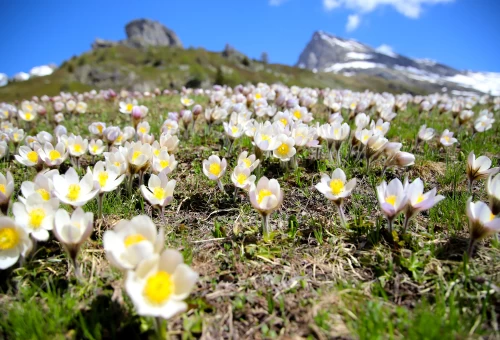 Alpenflora im Lötschental.